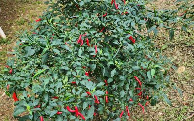 Growing Your Own Hot Peppers: Why It’s So Worth It