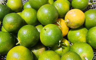 Calamansi – 12 Surprising Uses & Benefits for Home and Health