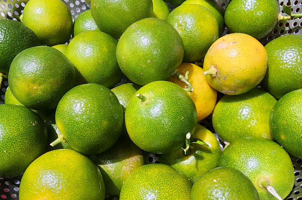 Calamansi – 12 Surprising Uses & Benefits for Home and Health